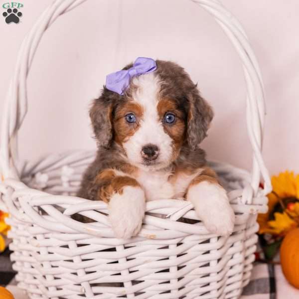 Gracie, Mini Bernedoodle Puppy